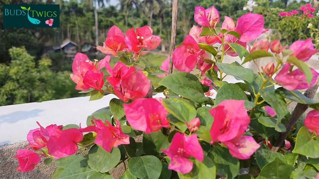 Bougainvellia # Red September
