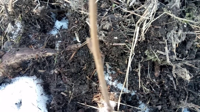 Кабаны нарыли землю. смотреть онлайн