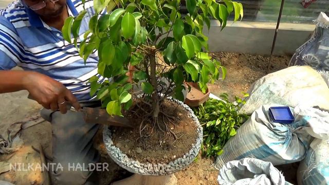 How to make bonsai a yellow Ficus tree смотреть онлайн