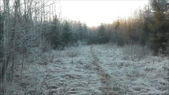 Русская гончая Потешай ВПКОС 3097/09 вл. Шамгин А.Ю. смотреть онлайн