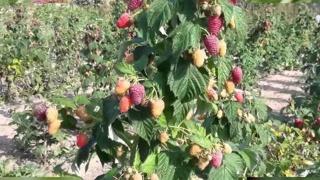 Самые лучшие сорта крупноплодной малины для средней полосы России.