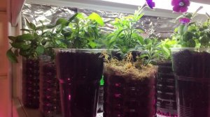 Пересадка черенков петунии