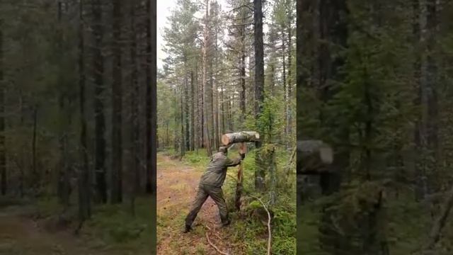 как добывать кедровый орех / инструкция по применению колота смотреть онлайн