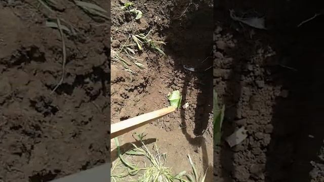 Слепец крот в огороде. Как избавиться смотреть онлайн