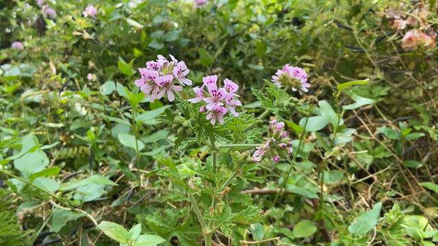 Pelargonium graveolens, Rose geranium смотреть онлайн