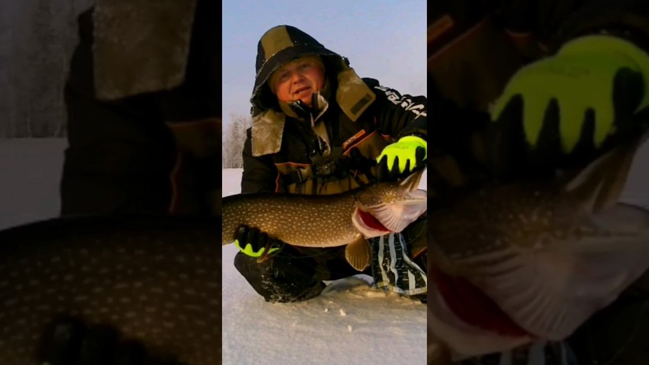 БОНУС НА ЗИМНЕЙ РЫБАЛКЕ. Полное видео на канале #окунь #зимняя #щука #зимняярыбалка смотреть онлайн