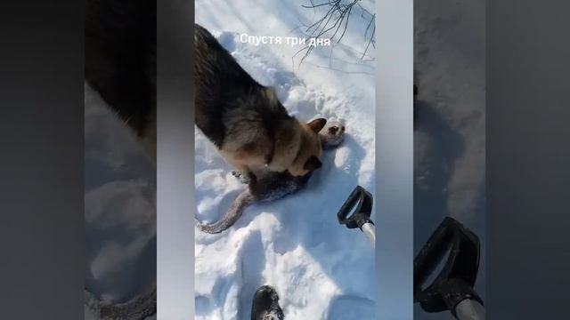 Охота с лайкой на выдру! смотреть онлайн