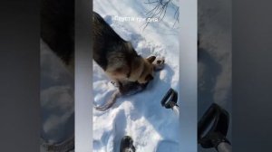 Охота с лайкой на выдру!