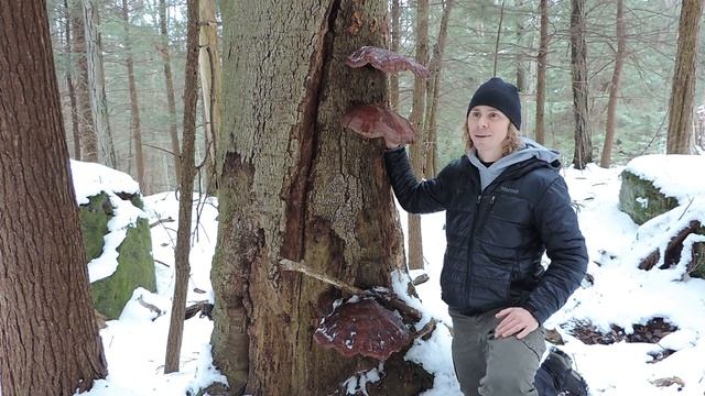 Giant Reishi Mushrooms On An Unexpected Host Tree