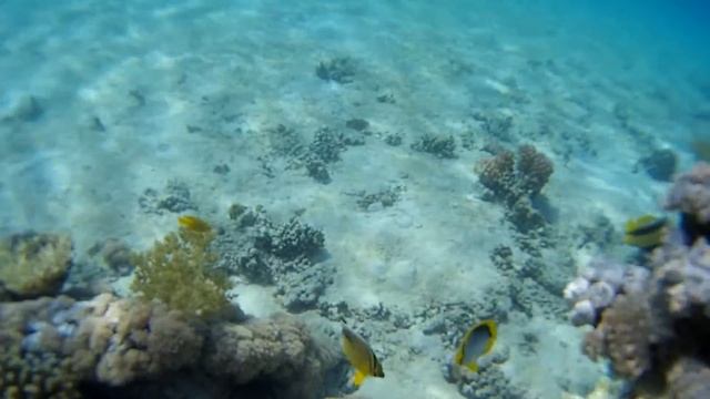 Snorkel Al Hasi, Yanbu, Saudi Arabia