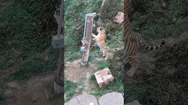 Тигр на прогулке. #тигр #животные #дикиеживотные #красивыеживотные #animals #tiger смотреть онлайн