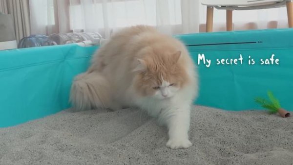 My Cats Enjoyed a Humongous Sand Bath! | Kittisaurus