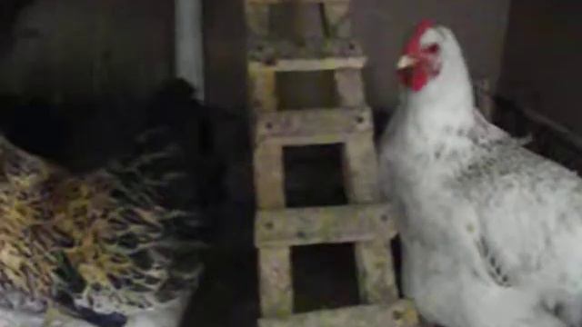 Петух кудахчет