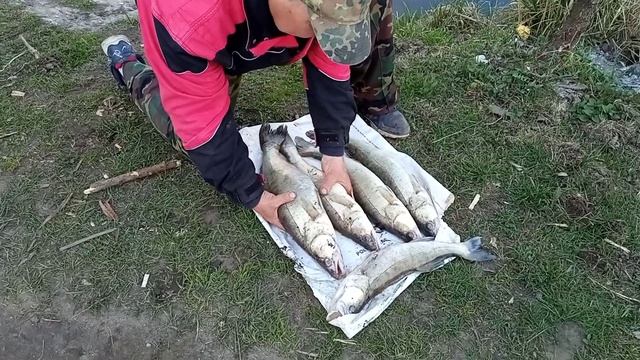 Калининградский залив. Отчёты смотреть онлайн