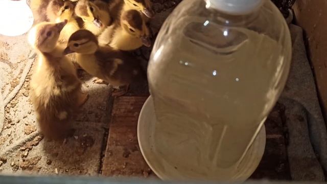 НОВАЯ ПОИЛКА ДЛЯ УТЯТ СВОИМИ РУКАМИ. смотреть онлайн