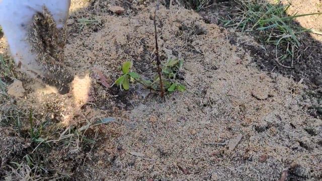 Посадка жимолости без химии смотреть онлайн