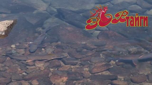 Ленок на нересте. Lenok spawn. смотреть онлайн