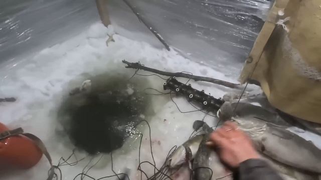Проверка перемета на налима. С наживкой в виде ерша, все поменялось? смотреть онлайн