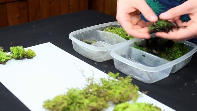 Collecting & Identifying Moss смотреть онлайн