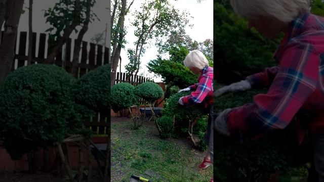 САД смотреть онлайн