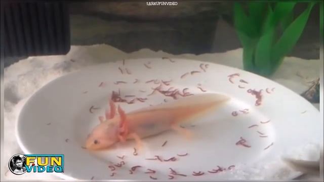 AXOLOTL Cute Pets Compilation