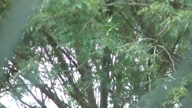 Ford mirror logo смотреть онлайн