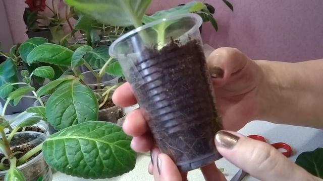 Глоксиния не ушла на покой что делать смотреть онлайн