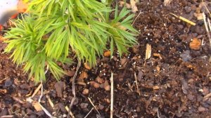 Пион тонколистный или марьин корень....