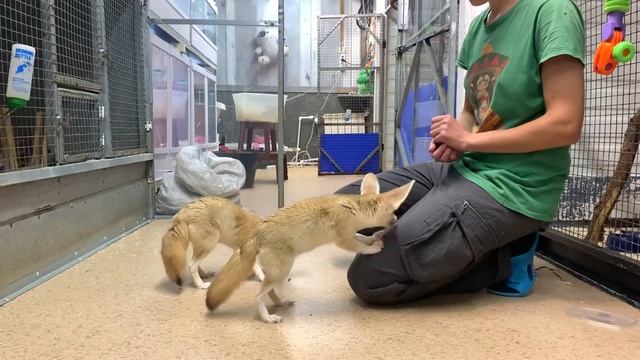 Злобные ушастые лисы охотятся на хозяина смотреть онлайн