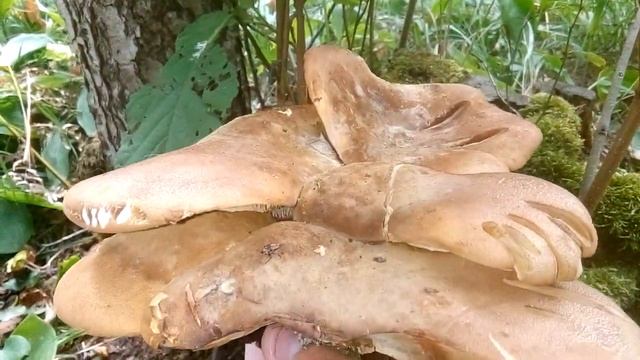 Свинушка толстая(Tapinella atrotomentosa). смотреть онлайн