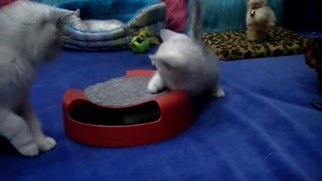 Британские котята на british-chinchilla.dp.ua смотреть онлайн