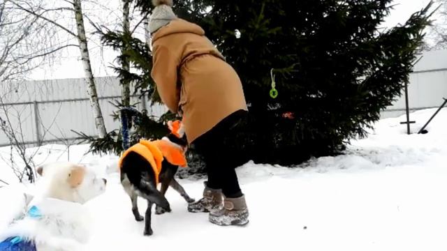 Игры с собаками / Мой монтаж видео / мы участвуем смотреть онлайн