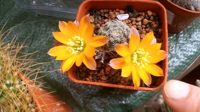 My Rebutia pygmaea Cactus plant in twin bloom смотреть онлайн