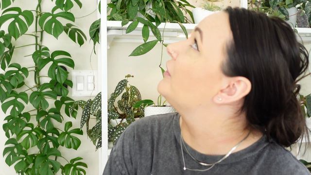 How I Grew This HUGE Rhaphidophora Tetrasperma | Mini Monstera Care | Houseplant Care | Plant Guide