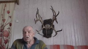 Куда исчезают в тайге оленьи рога