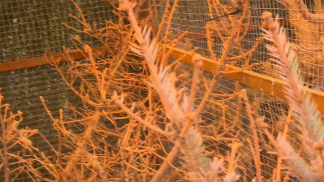 Кнопки от Кнопы, переселение зайчат и многое другое смотреть онлайн