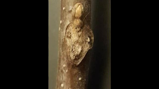 Juglans nigra Black Walnut смотреть онлайн