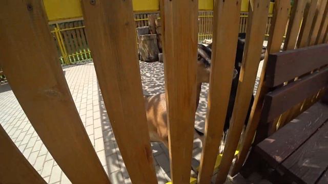 Белгородский зоопарк 2020 смотреть онлайн