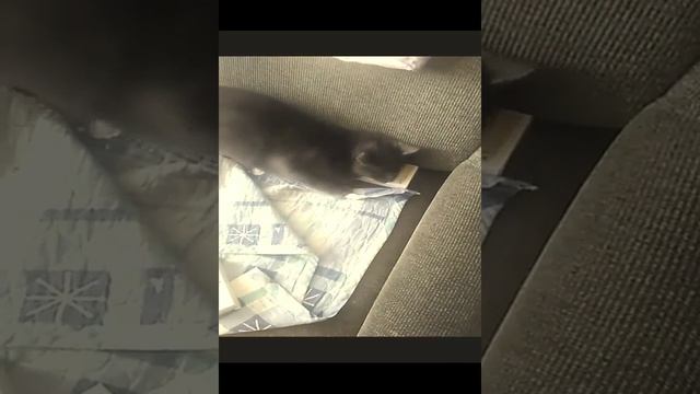 Медитация "Арчибальд и ромашковое поле" ( поле в коробочке) смотреть онлайн