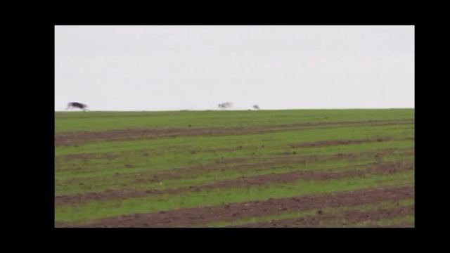 Хортая борзая смотреть онлайн