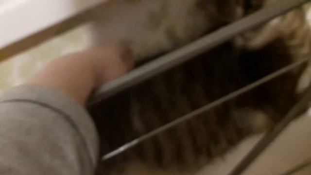 Варя греется на батарее)) смотреть всем смотреть онлайн