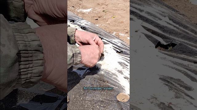 посадка клубники смотреть онлайн