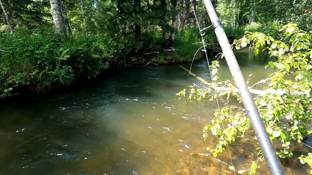 ТАЙГА,Рыбалка на ХАРИУСА/ Наши прекрасные рыбные места!/Ловим! смотреть онлайн