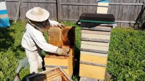 Пасека Лаврова. Снимаем верхние корпуса с медом для откачки.