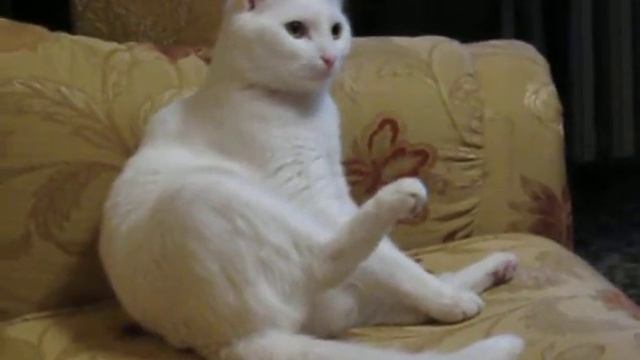 Лапу заклинило) смотреть онлайн
