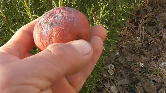 Хурма. Сохранилась до марта!