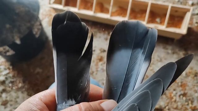 Режем хвост бойным голубям смотреть онлайн