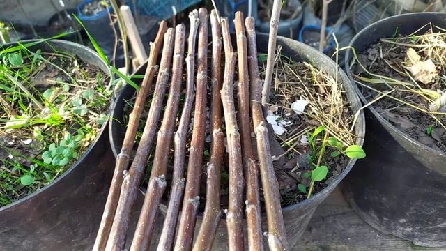 ГРЕЦКИЙ ОРЕХ . Черенки для прививок . смотреть онлайн