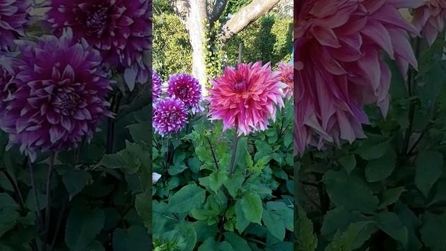 Георгин Penhill Dark Monarch. Георгин Пенхилл Дарк Монарх. Крупноцветковые георгины смотреть онлайн