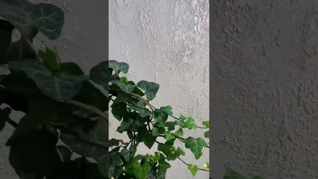 Плющ Хедера в плетёной корзине! #plant #indoorplant #flower #houseplant #plantlover смотреть онлайн